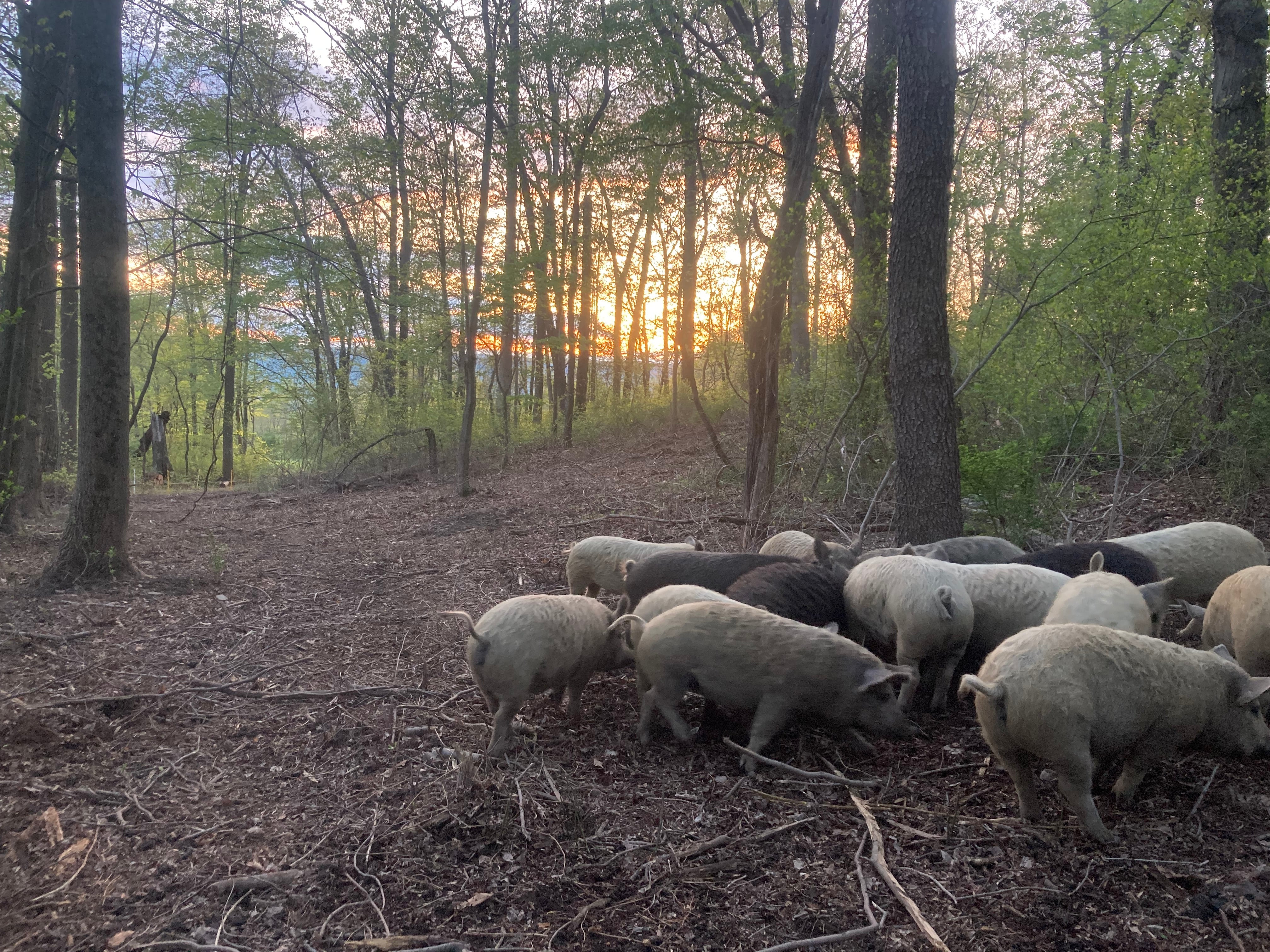 Rooster Dirt Farm - Pasture Raised Mangalitsa Pork, Eggs & Mushrooms