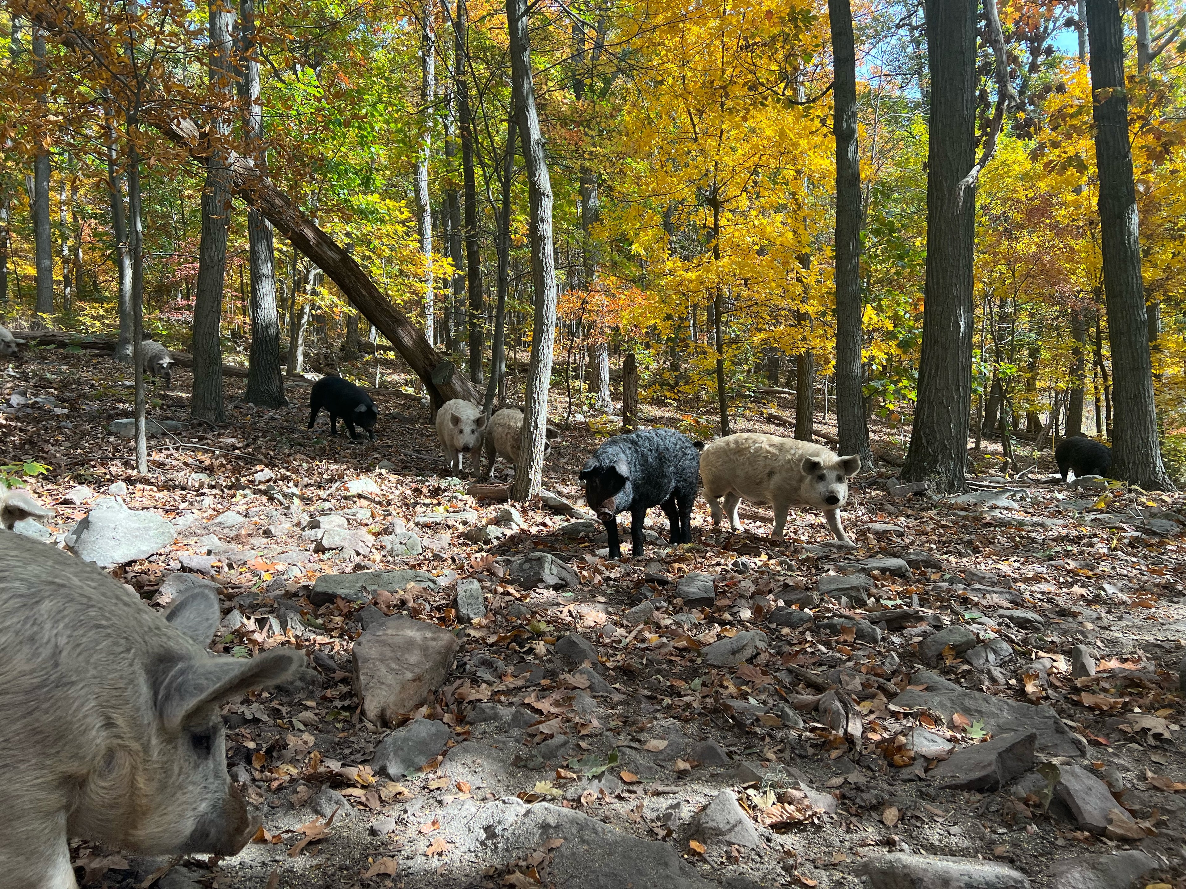 mangalitsa pigs rooster dirt farm