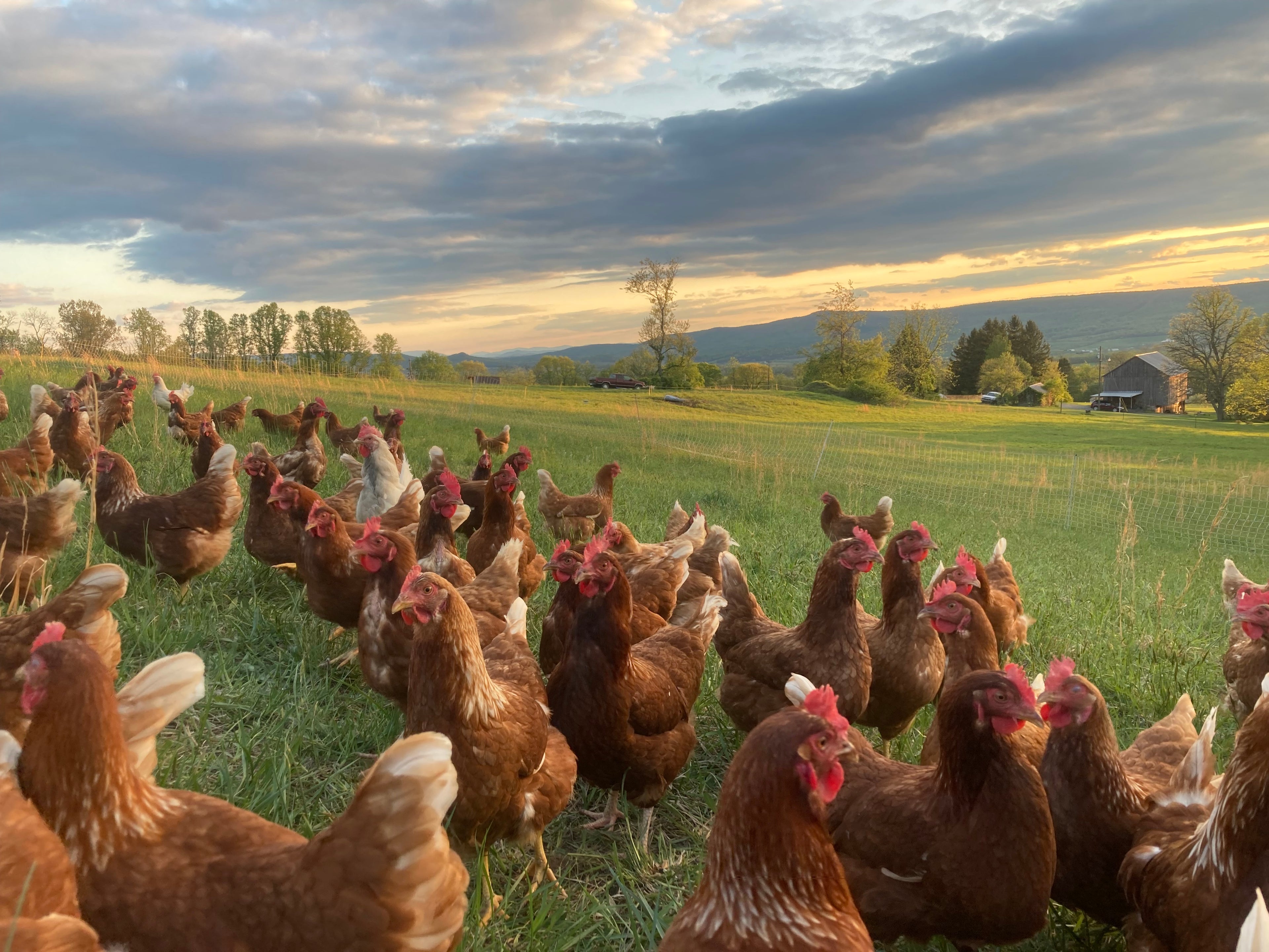 pasture raised eggs