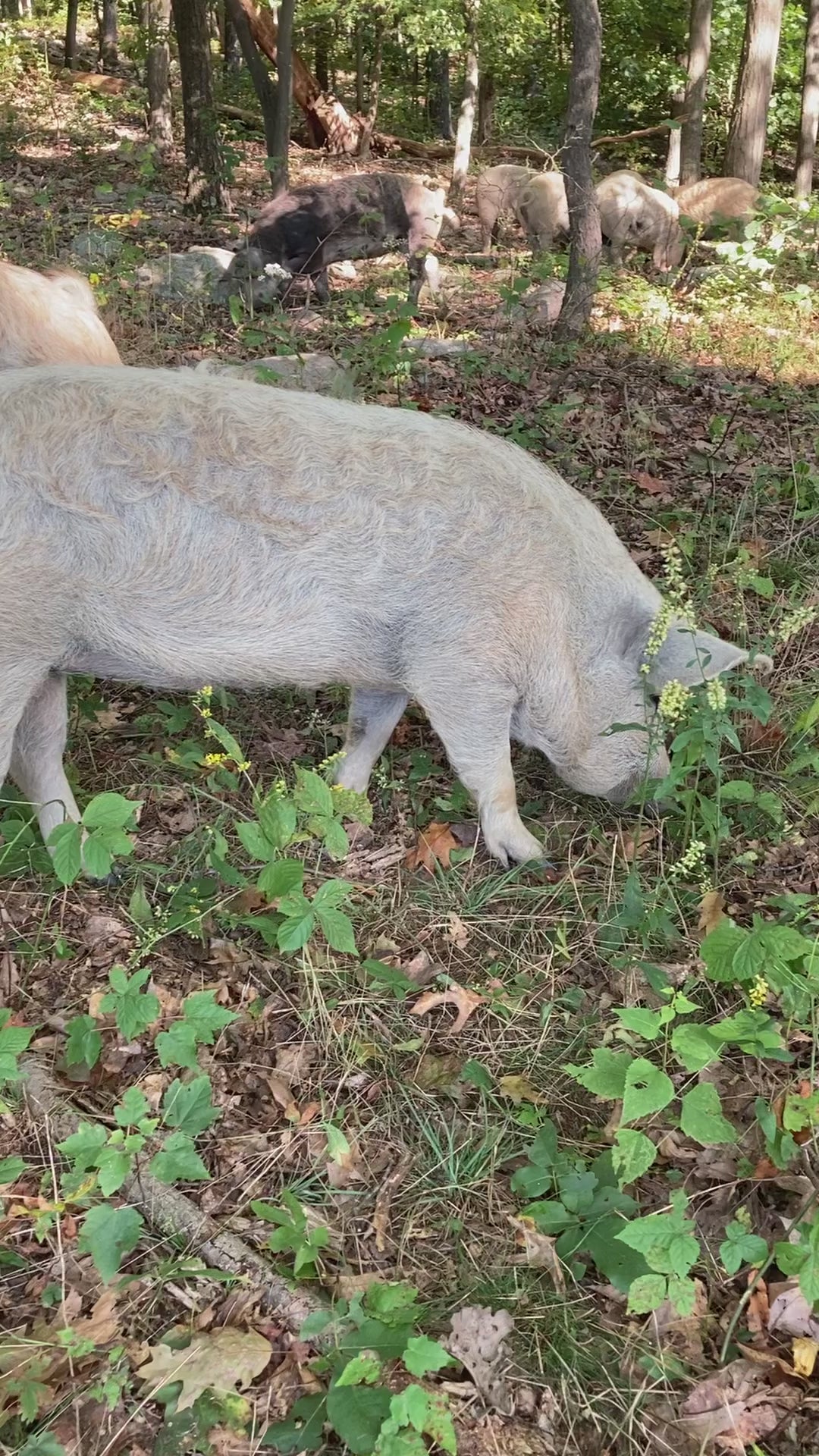 Load video: mangalitsa pigs acorn finished