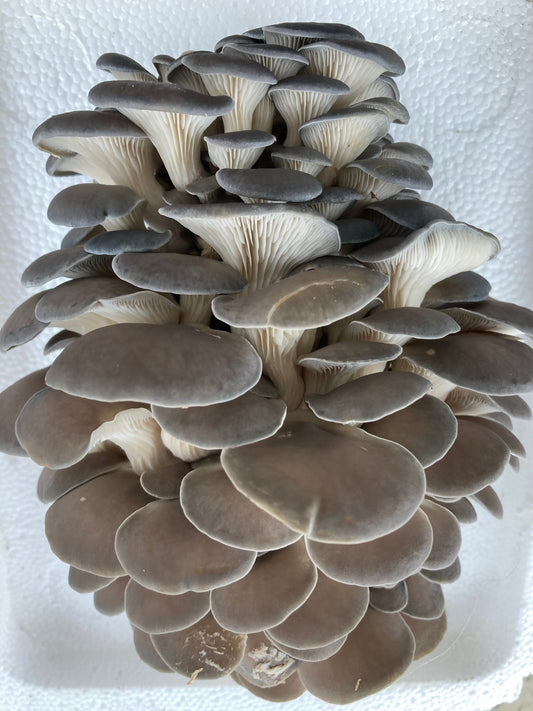 Blue Oyster Mushrooms - Rooster Dirt Farm