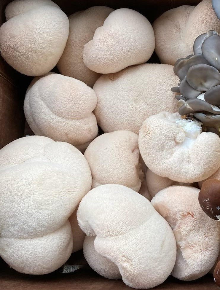 Lions Mane Mushrooms - Rooster Dirt Farm